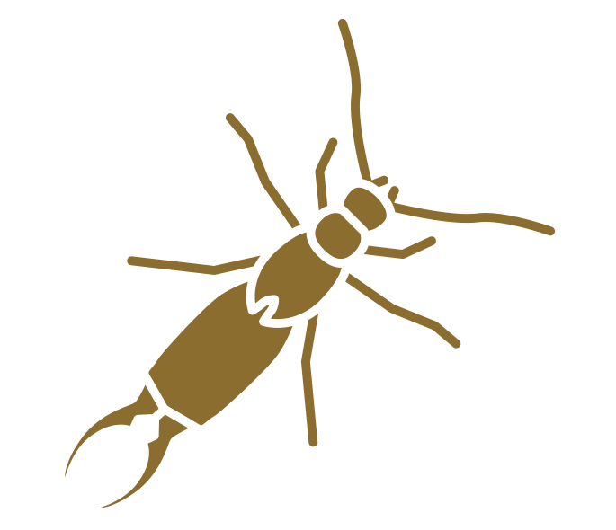 Earwig Control