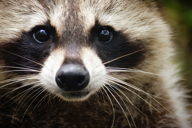 Racoon Control