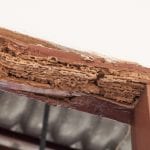 Wood Destroying Insect Inspection