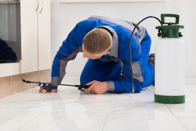 Pest Inspection
