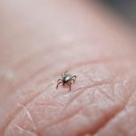 Tick Control