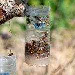 Wasp Control