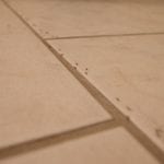 Ant Control