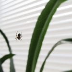 Spider Control