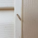 Moth Control