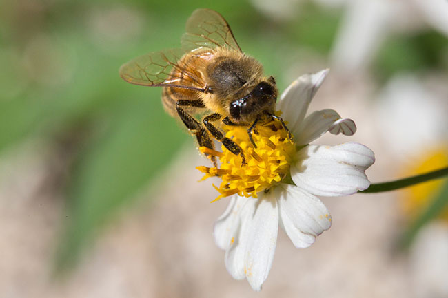 3 Benefits of Using Our Safe Professional Bee Control