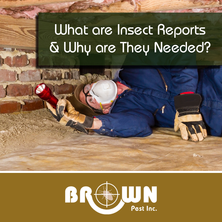 What are Insect Reports, and Why They are Needed in Real Estate Transactions?