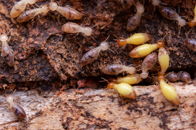Pest Control