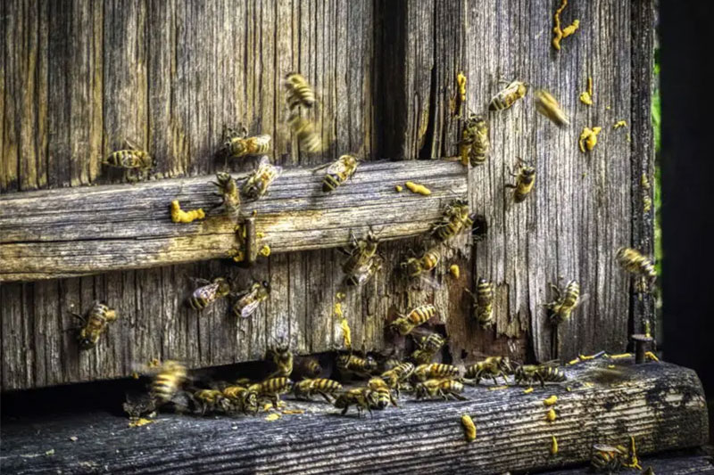 Bee Control